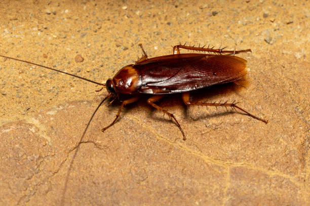 okm fumigation cockroach